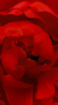 Macro flower background 스톡 사진