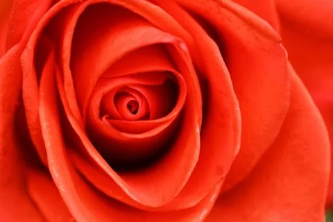 Macro flower beautiful rose for a background image Stock-Fotos