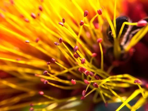 Macro of flower with bee Stock Photos