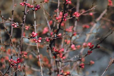 Macro flower buds Stock Photos