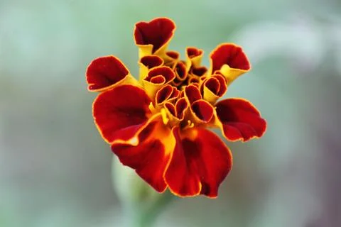 Macro of a flower close up Stock Photos