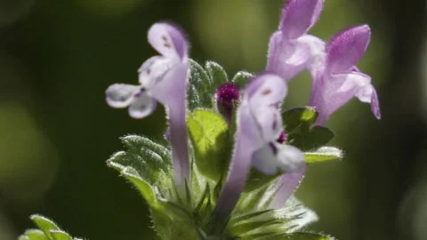 Macro FLower detail Stock Footage 305069138