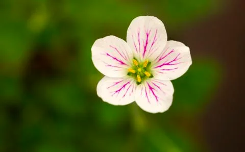Macro flower detail Foto stock