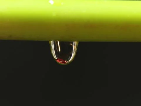 Macro Flower drop water liquid natural blur thumbnail Stock Photos