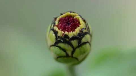 Macro flower Stock-Footage 41263604