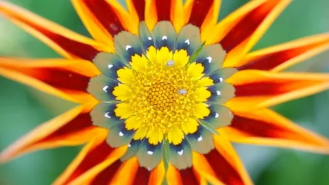 Macro flower Vídeos de archivo 84023779