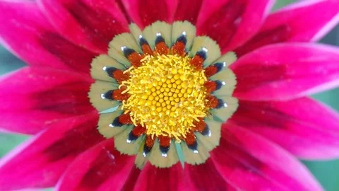 Macro flower. Video stock 84023787