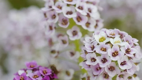 Macro flower. Video stock 84023789