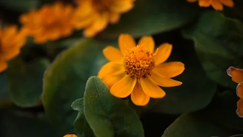 Macro Flower Stock Footage 95254242