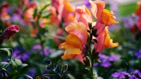 Macro Flower Stock Footage 95254621
