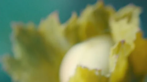 Macro flower hazelnuts on a branch Stock Footage 65938046