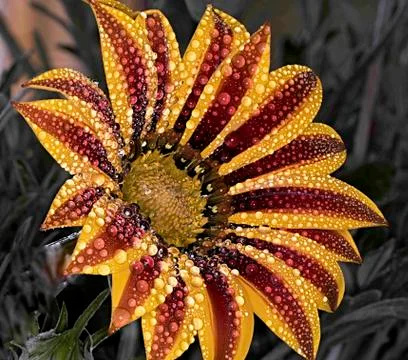 Macro flower head Stock Photos