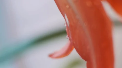 Macro flower indoors Video stock 121618511