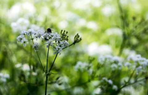 Macro of a flower with insect Foto stock