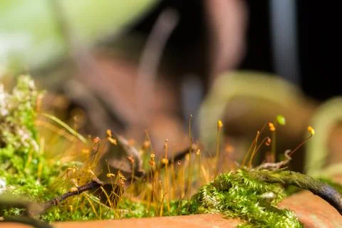 Macro Flower Moss Stock Photos