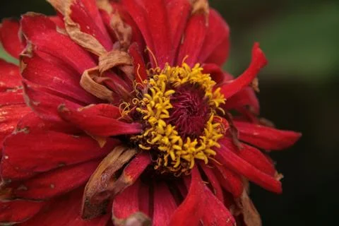 Macro On Flower Petals Stock Photos