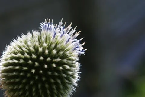 Macro flower Stock Photos