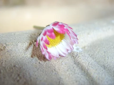 Macro Flower Stock Photos