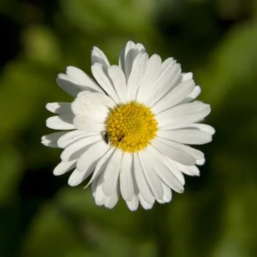 Macro of a flower Stock Photos