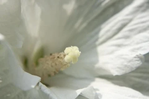 Macro of a flower Stock Photos