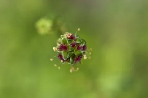 Macro of a flower Stock Photos