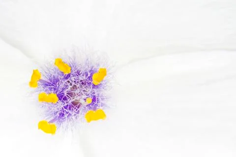 Macro flower Stock Photos