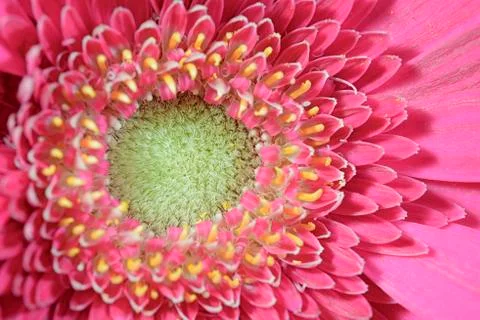 Macro flower Stock Photos