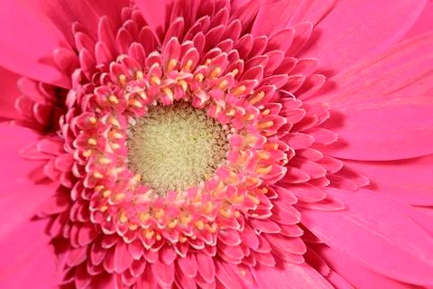 Macro flower Stock Photos