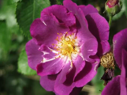 Macro flower 库存照片