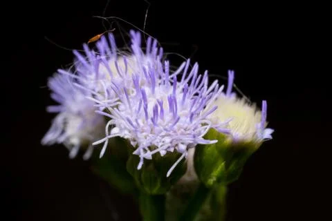 Macro flower Stock Photos