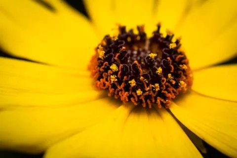 Macro flower Stock Photos