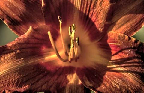 Macro flower 写真素材