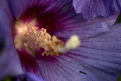 Macro flower 写真素材