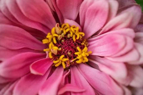 Macro Flower Stock Photos