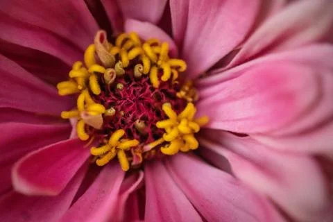 Macro Flower Stock Photos