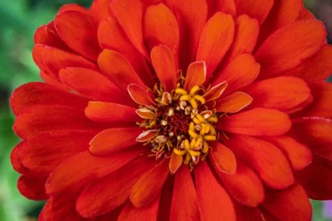 Macro Flower Foto stock