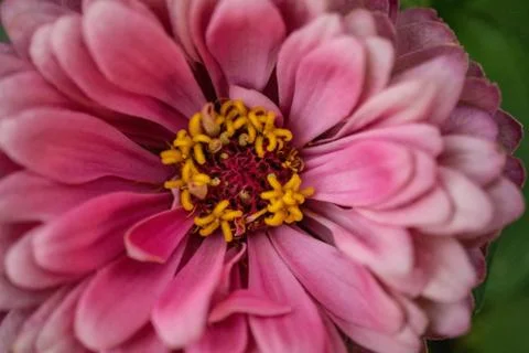 Macro Flower Stock Photos