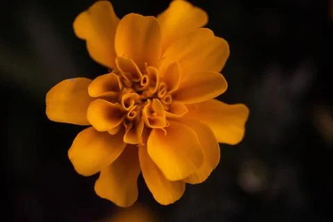 Macro Flower Stock Photos