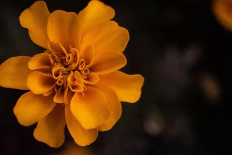 Macro Flower Stock Photos