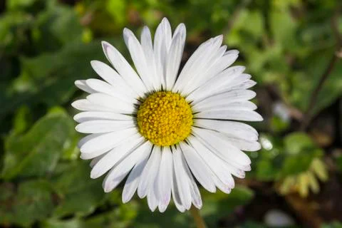 Macro flower Stock-Fotos