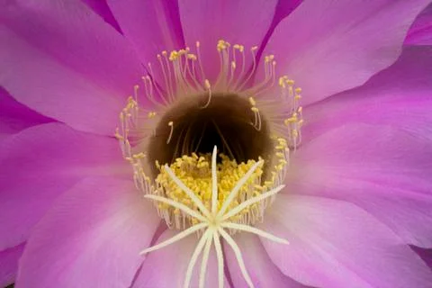 Macro flower Stock Photos