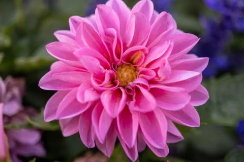 Macro Flower Stock Photos