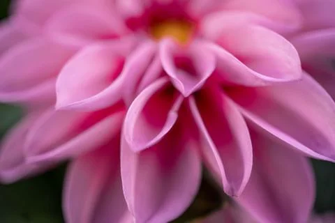 Macro Flower Stock-Fotos