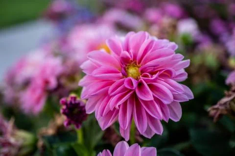 Macro Flower Stock Photos