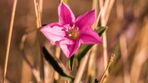 Macro -  flower Фото