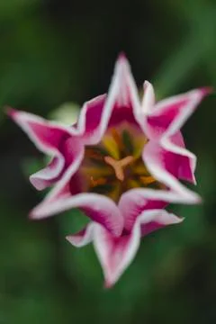 Macro Flower Stock Photos