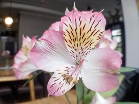 Macro flower Stock Photos