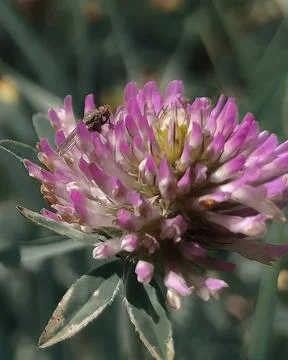 Macro flower Stock Photos
