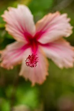 Macro on Flower Foto stock