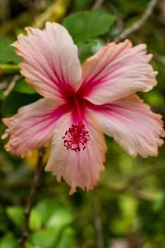 Macro on Flower Foto stock